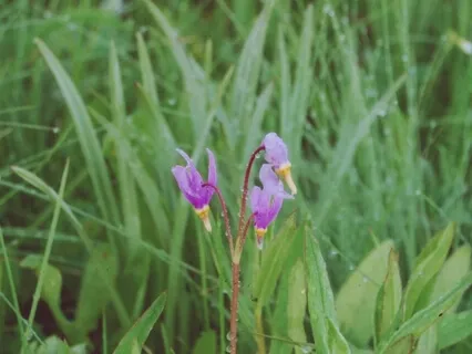 Presence Through Present Moment Experience