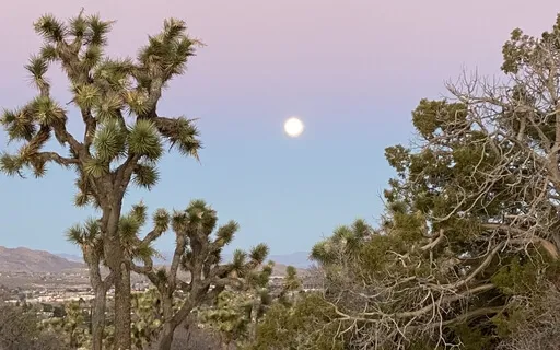 Present & Alive In Your Body