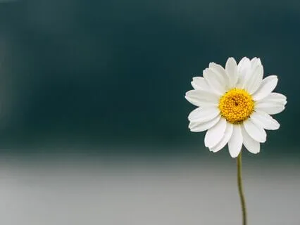 Present Awareness Through the 5 Senses