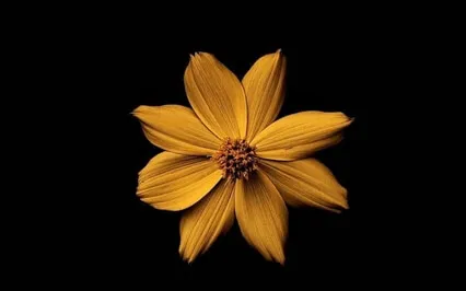 Present Moment - Atmospheric Peace