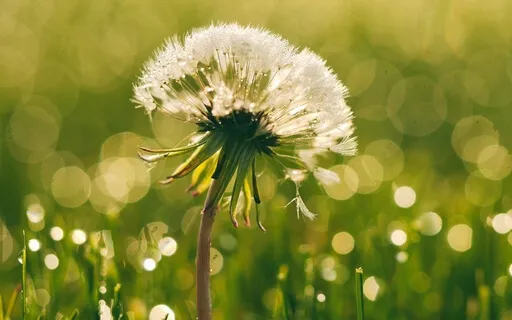 Present Moment Awareness Meditation