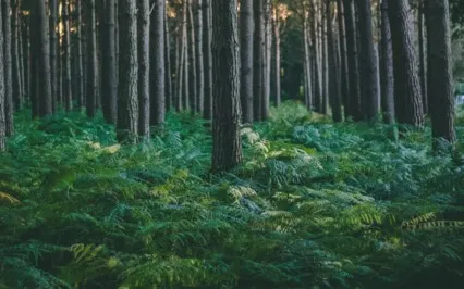 Present Moment Meditation 