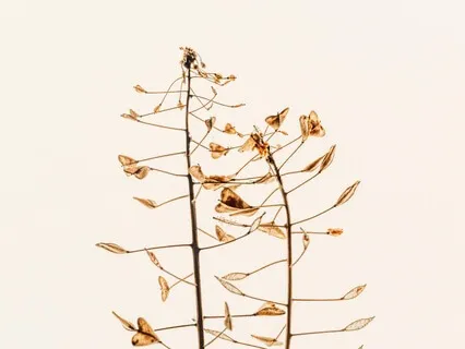 Present Moment Meditation - Breathwork And Body Scan