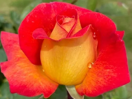 Present Moment Meditation