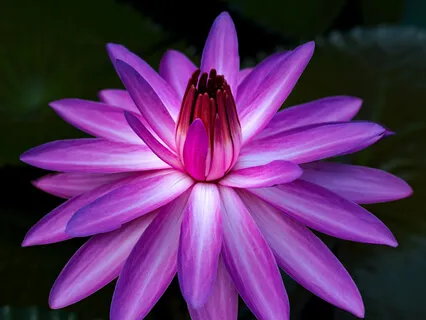 Preside Open 14: What Is The Ocean Of Bliss?