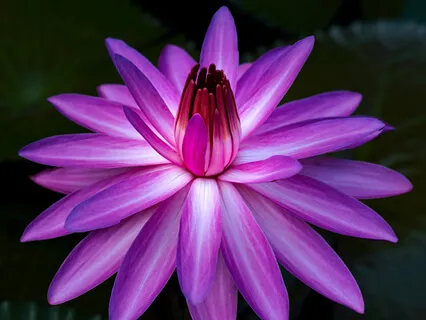 Preside Open 3:  What Is The Monkey Mind?