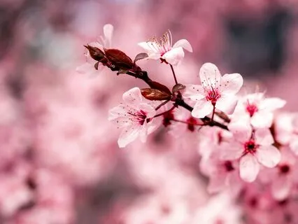 Press Play & Feel The Peace: 432 Hz Healing Tones