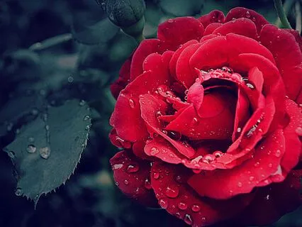 Press Play & Feel Transformation: 528 Hz Miracle Tone