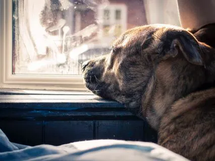 Pressed Against The Window Pane :: The Waiting Series