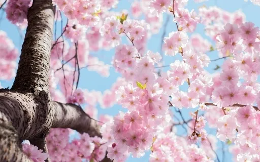 Pretty Tree (Loving and Letting Go)