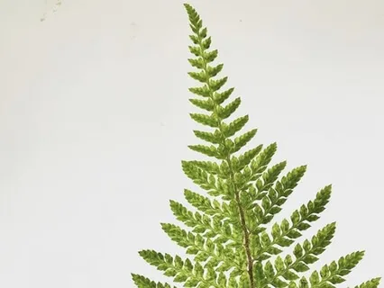 Pride Journey - LGBTQ+ Visualization