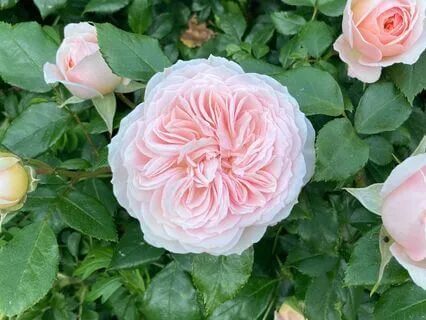 Priestess Path Affirmations