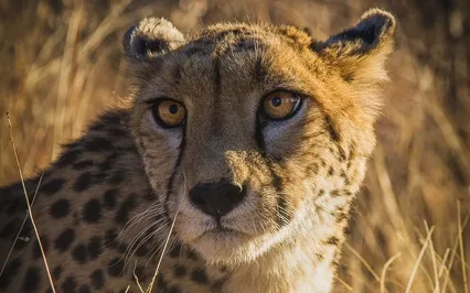 Primal Awareness - Quiet Mind (Intro Talk)