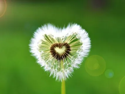 Primal Pulse: Shamanic Heartbeat Drumming