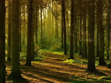 Root Chakra Meditation With Breathwork