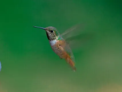 Primordial Peace - Handpan Drums & Tabla With Tanpura Drone