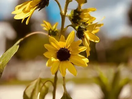 Princess Of The Plants | A Story