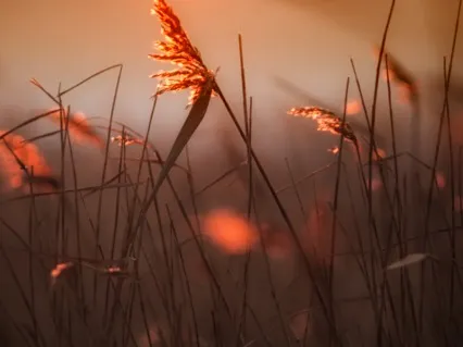 Pristine Energetic Process