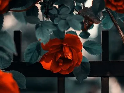 Privilege Of The Rose