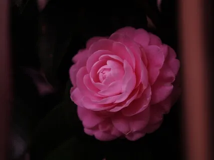 Привлечение Любимого Человека И Счастливых Событий