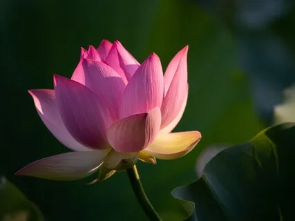 Пробуждение Лотоса