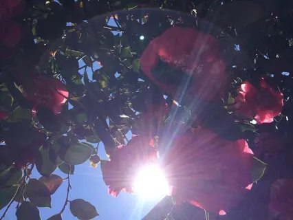 Proces Uwalniania Emocji