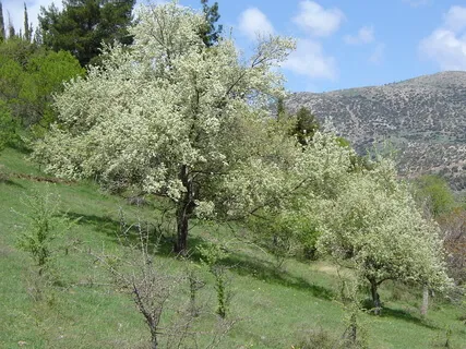 Προετοιμασία για διαλογισμό 