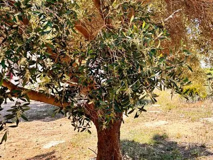 Professional Growth Affirmations