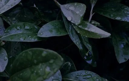 Profound Sleep | Relaxing Rain With Isochronic Tones