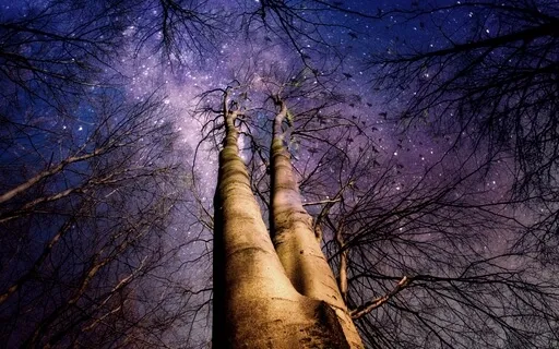 Profound Sleep with Empowering Ambients of the Forest Sounds