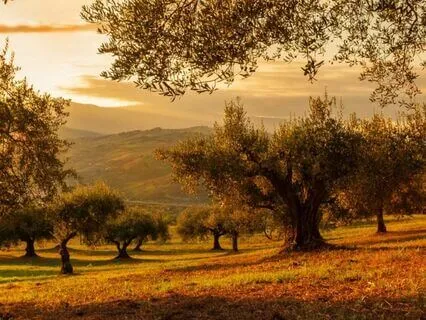 Profound Tranquility Music For Stress Relief