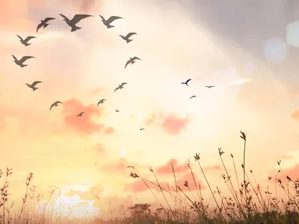 Progressive Counting: How To Stop Thoughts