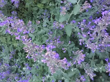 Progressive Muscle Relaxation