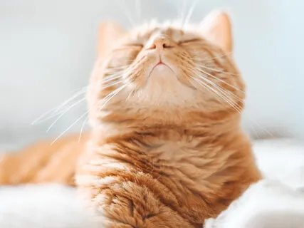 Progressive Muscle Relaxation