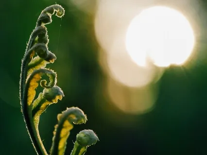 Progressive Muscle Relaxation