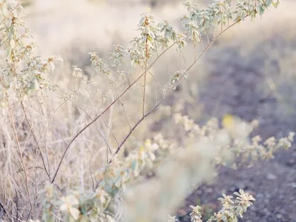 Progressive Muscle Relaxation (PMR)