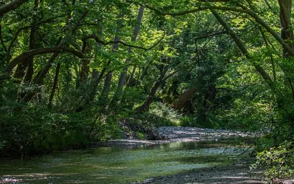 Progressive Muscle Relaxation With Forest River And Birds
