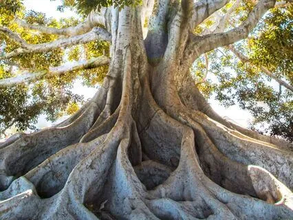 Quick Tension Release