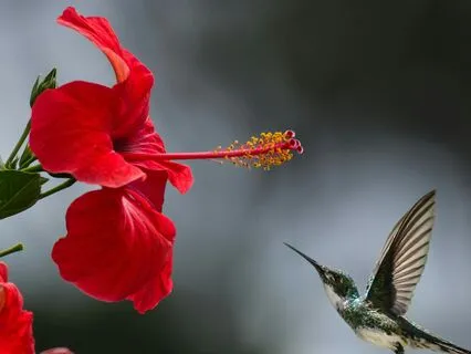 Release Extreme Stress