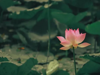 Progressive Relaxation Nidra