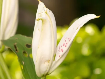 Progressive Relaxation Therapy Technique