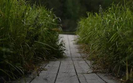 Projector Guidance - Human Design