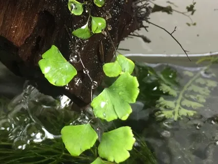 Take A Walk In The Rainforest