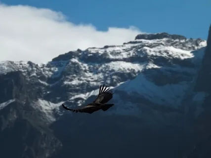 Prophecy Of The Eagle & The Condor