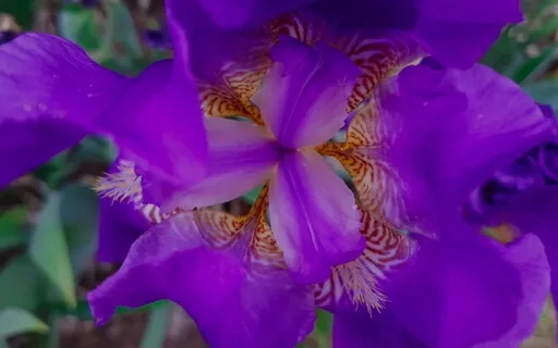 Прощение Человечества и Земного Рода