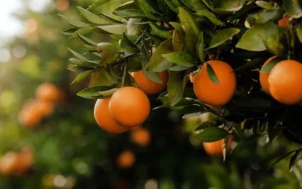 Prosperity Affirmation Meditation With Orange Essential Oil