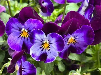 Prosperity Affirmations