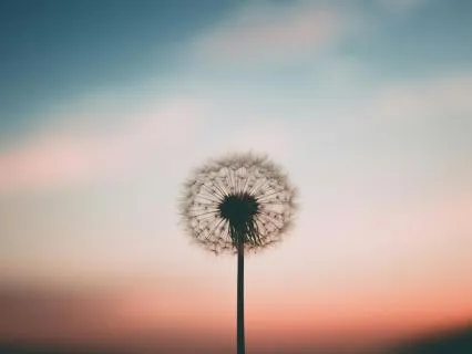 Prosperity Timeline Activation