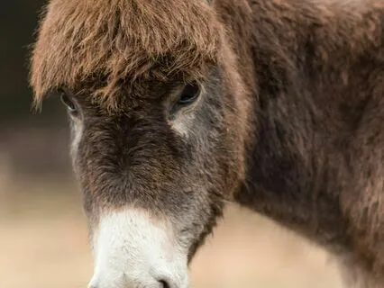 Prostrate, But With Eyes Unveiled