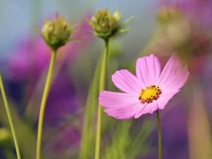 Protect + Cleanse Your Energy In 5 Minutes